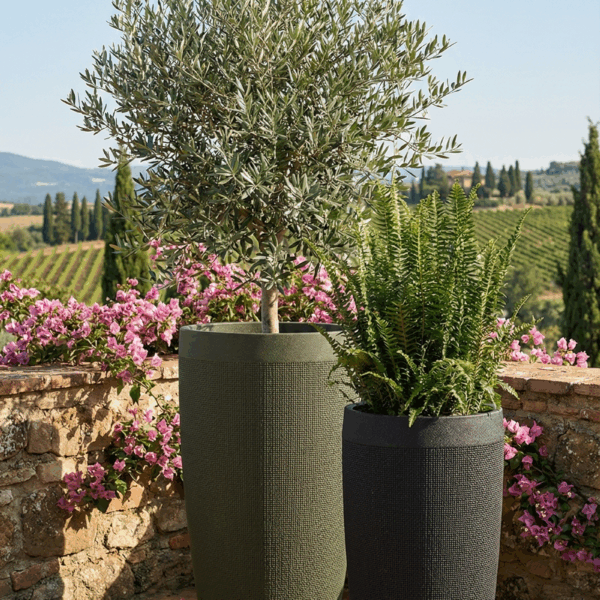 אדנית דגם פפאיה