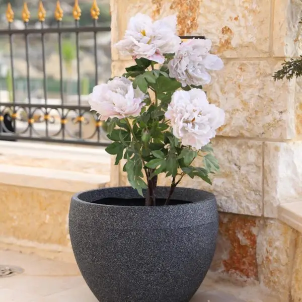 אדנית דגם שרי
