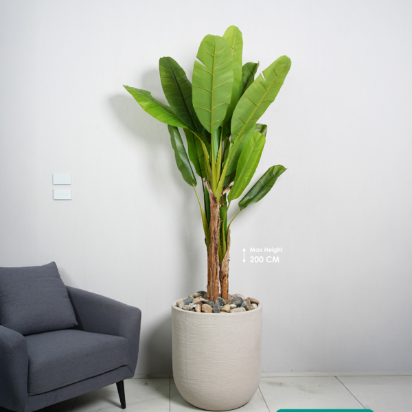 אוליביה פרימיום - כולל עץ "בננה" וחלוקי נחל